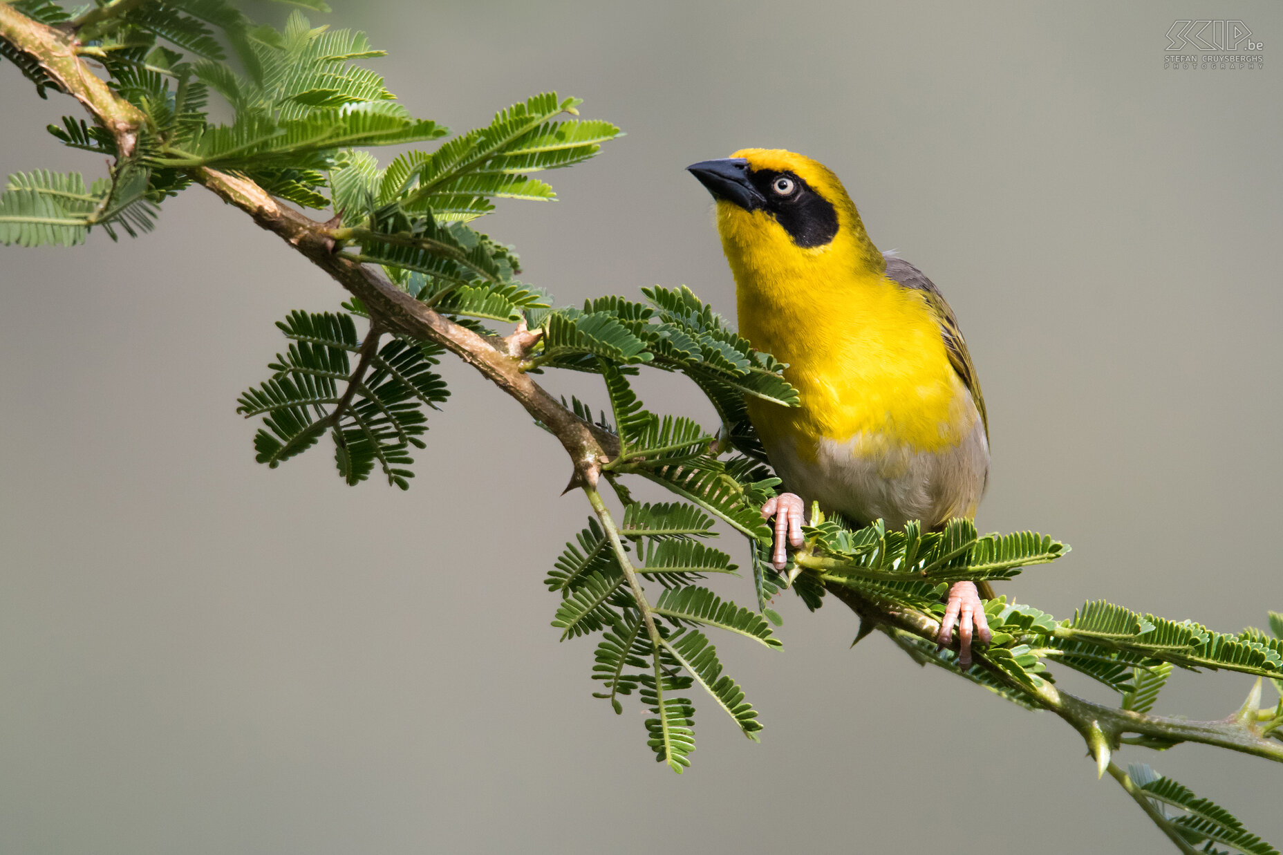 Debre Zeit - Baglafecht weaver (Ploceus baglafecht) Stefan Cruysberghs